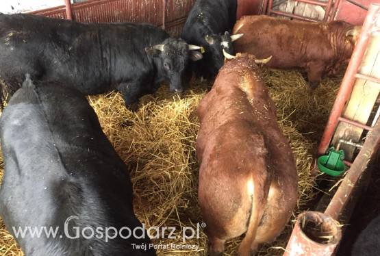 Sprzedaż byków mięsnych