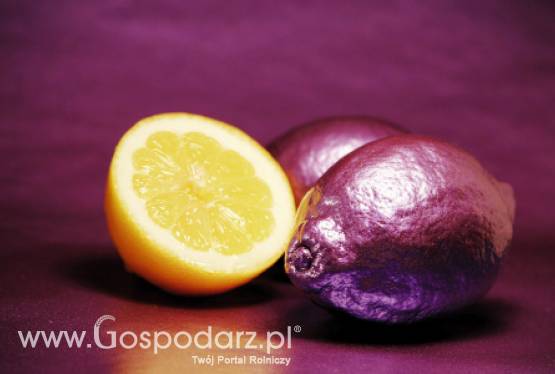 Meksyk – Zagrożona produkcja cytrusów