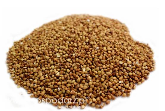 Ryż, kuskus, jęczmień, kasza gryczana, bulgur, fasola, soczewica