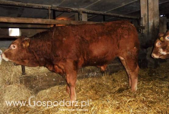 SPRZEDAM byka odsadka rasy Limousine 100%.