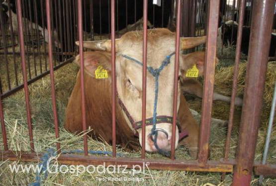 Ceny żywca krajowego