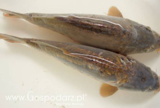 ARiMR wznowiła przyjmowanie wniosków o przyznanie pomocy na dostosowanie floty rybackiej do możliwości połowowych