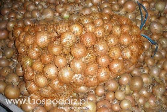 Cebulę sprzedam!!!