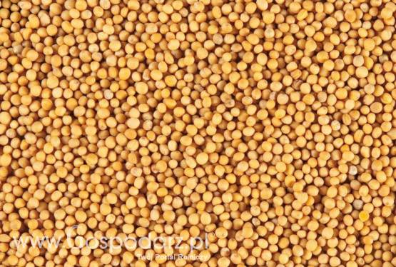 Sprzedam gorczycę, grykę, len  - RAFPAK