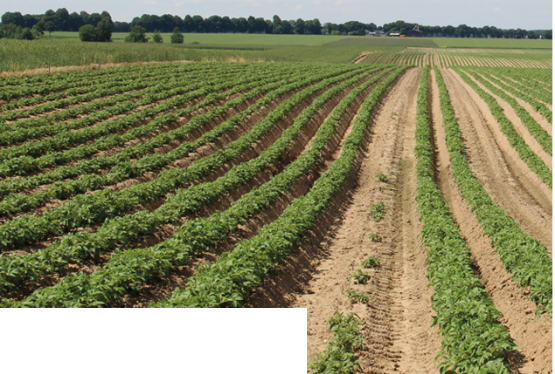 Ziemniak skrobiowy - kontraktacja, skup