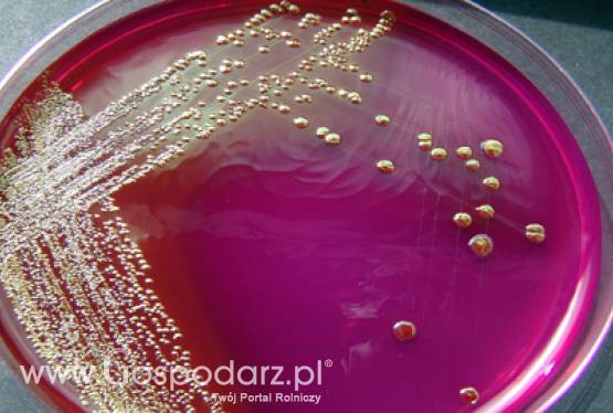 Zasady prowadzenia w Polsce monitoringu na obecność Shiga toksycznych bakterii E. coli