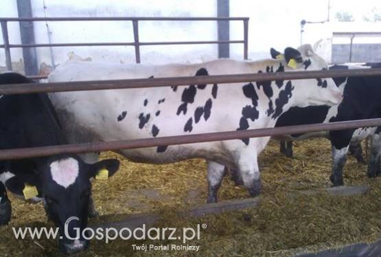 Jałówki wysokocielne, krowy pierwiastki