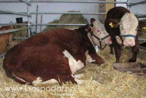 Ćwiczenia terenowe z zakresu zwalczania pryszczycy (FMD)