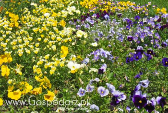 Targi ogrodnicze „Pamiętajmy o Ogrodach”