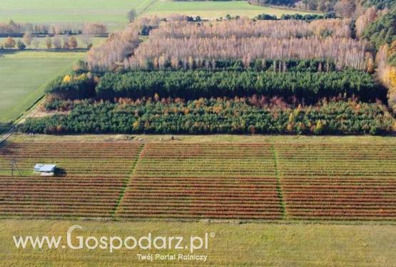 Sprzedam plantację borówki amerykańskiej