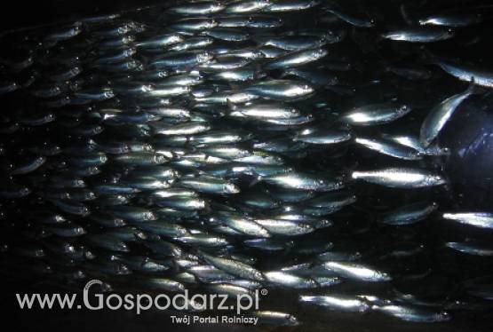 Śledzie i dorsze są nosicielami nicieni