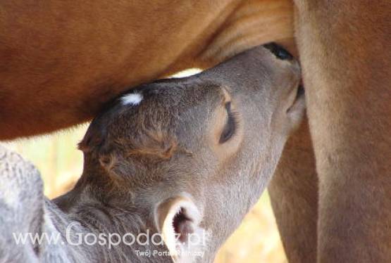Argentyna – Odbudowa pogłowia bydła