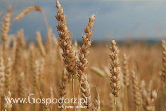KUPIĘ PSZENICĘ**I INNE ZBOŻE