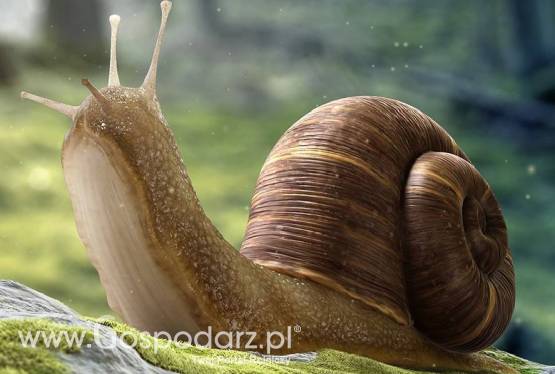 Skup ślimaków- Golden Helix