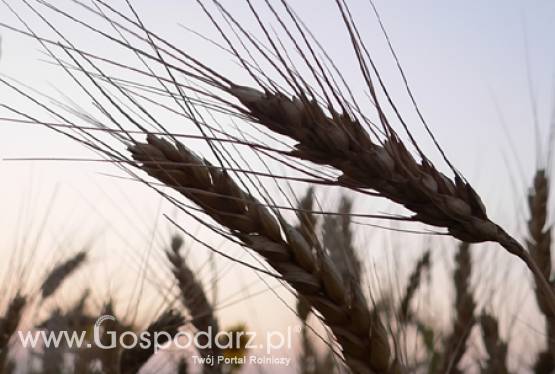 Konferencja o sytuacji na rynku materiału siewnego