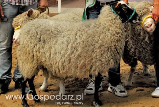 Australia – Wzrost pogłowia owiec