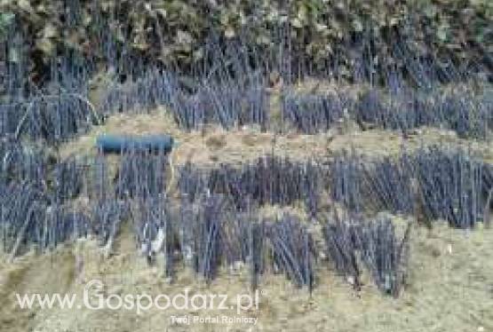 Podkładki wegetatywne jabłoni