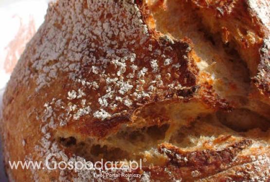 Za kilka miesięcy bochenek chleba może kosztować nawet 5 złotych