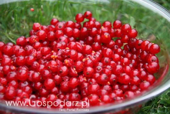 Porzeczki i agrest na Opolszczyźnie są doszczętnie zniszczone