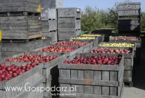 Zbiory jabłek mogą osiągnąć średnią wieloletnią