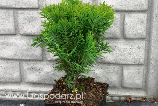 Thuja Occidentalis Danica - żywotnik zachodni Danica