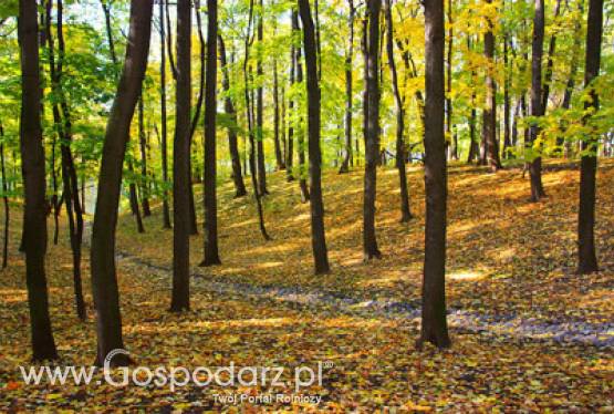 Oświadczenie o wykonaniu zalesienia gruntów trzeba złożyć w Biurze Powiatowym ARiMR do 20 maja 2011 r.