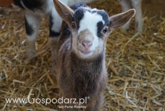 Sprzedam koziołka z lutego 2018 do dalszego chowu