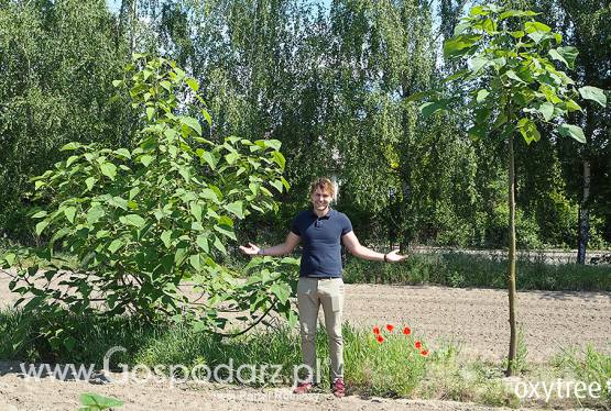 Drzewo idealne na działkę i do ogrodu