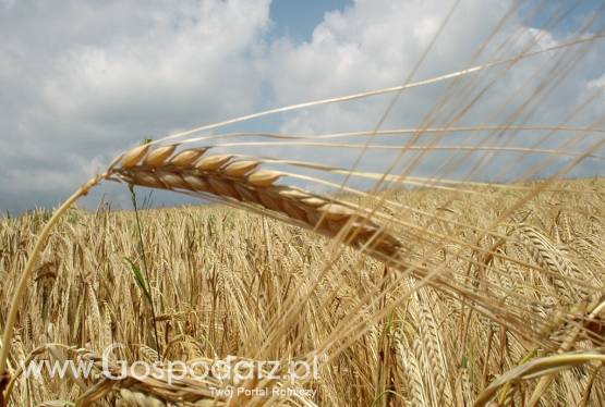 Kupię zboża ekologiczne i w konwersji! Szybka płatność! Najlepsze ceny!