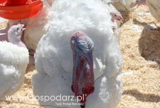 Ceny żywca krajowego