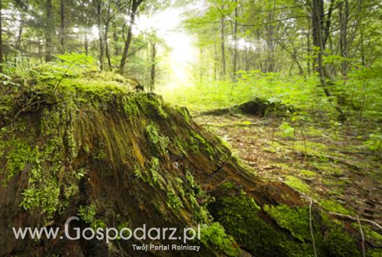 Od dziś wnioski o przyznanie pomocy z działania Zwiększanie wartości dodanej.. mogą składać wyłącznie podmioty skonsolidowane