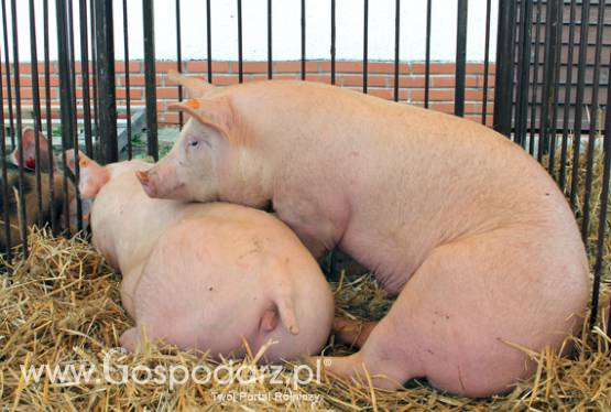 Informacje o cenach trzody chlewnej ,,POLSUS