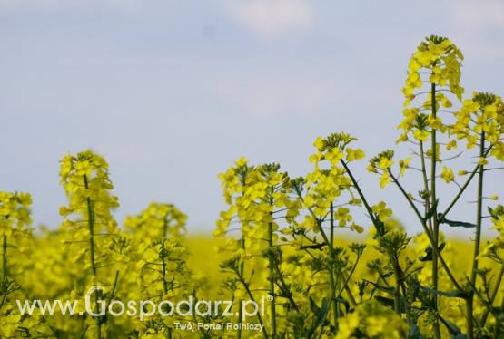 Rzepak Ubezpieczenie
