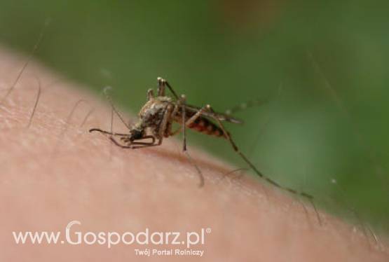 Azjatyckie insekty w Europie