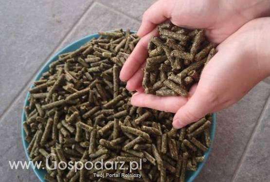 Granulat z  czystej lucerny