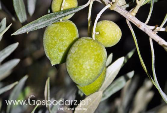 Wzrost produkcji oliwy z oliwek