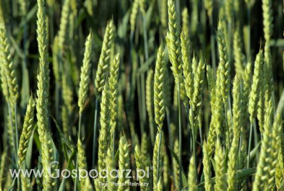 Czy ceny zbóż będą spadać?