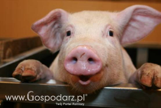Odnotowano najbardziej dynamiczny spadek cen trzody chlewnej