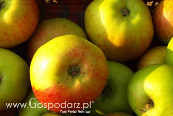 UWAGA! Szkoły podstawowe oraz dostawcy zainteresowani udziałem w programie „Owoce w szkole” DZIŚ OSTATNI DZIEŃ