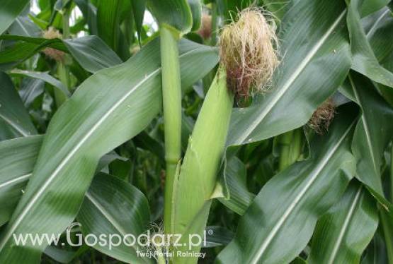 Stonka kukurydziana jako szkodnik rozpowszechniający się w Unii Europejskiej