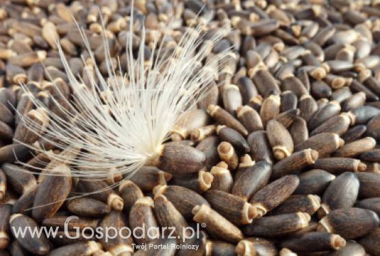 OSTROPEST PLAMISTY, jęczmień młody, czystek, babka jajowata