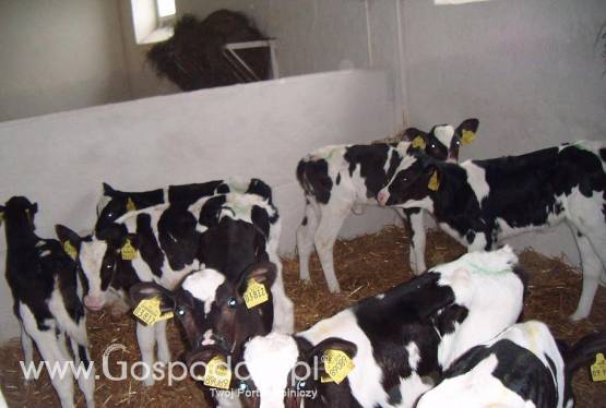 SPRZEDAŻ CIELĄT RAS MIĘSNYCH MIESZANYCH I HF