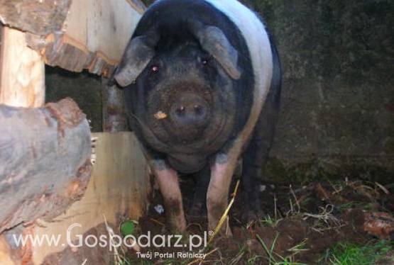 Litwa – Producenci trzody chlewnej bliscy bankructwa