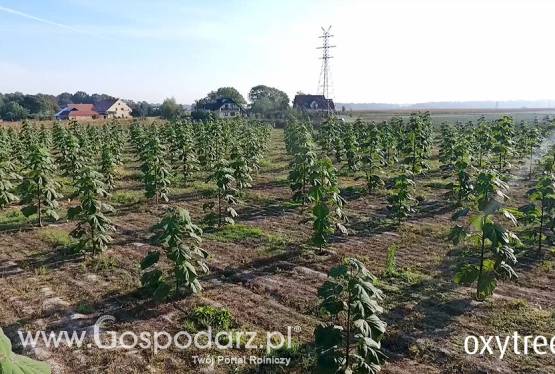 Oxytree TANIEJ tylko do końca grudnia