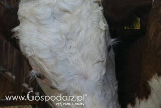 Brazylia – Import australijskiej wołowiny