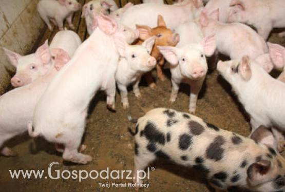 Pogłowie polskiej trzody chlewnej na bardzo niskim poziomie