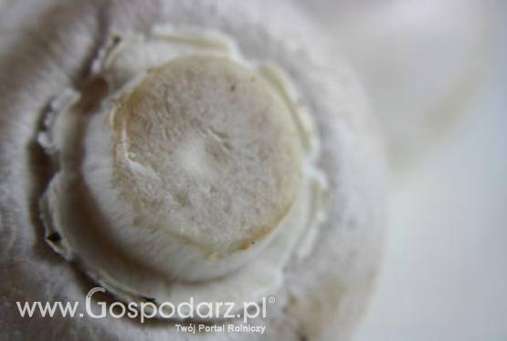 Polska największym producentem pieczarek w Europie
