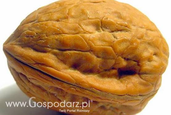 Chiny – Większe zbiory orzechów włoskich