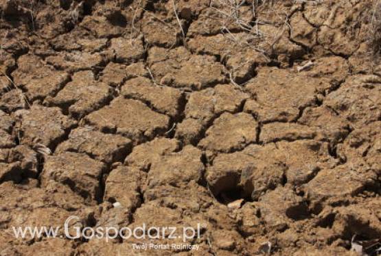 Portugalia – Susza pustoszy uprawy