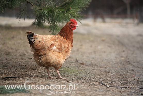 Spotkanie z producentami drobiu